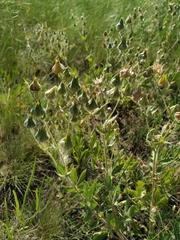 Potentilla astracanica