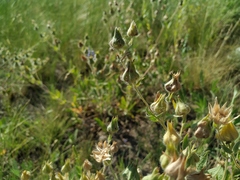Potentilla astracanica