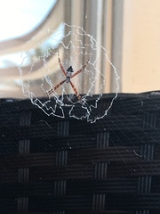 Argiope argentata image