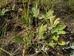 Potentilla astracanica