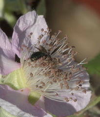 Zadontomerus