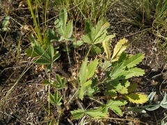 Potentilla astracanica