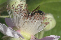 Zadontomerus