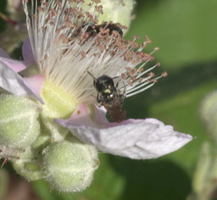 Zadontomerus