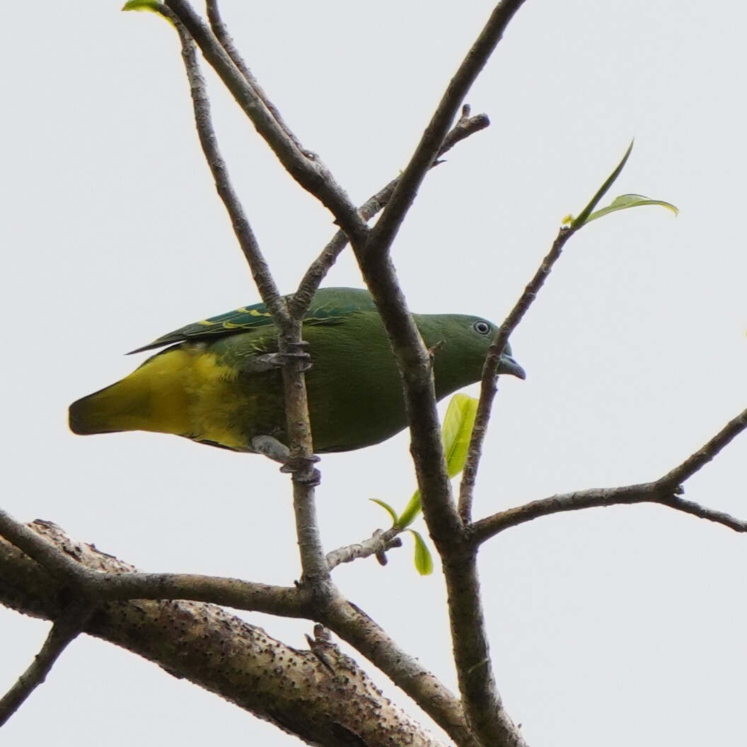 Dwarf Fruit Dove (Ptilinopus nainus), photo 3