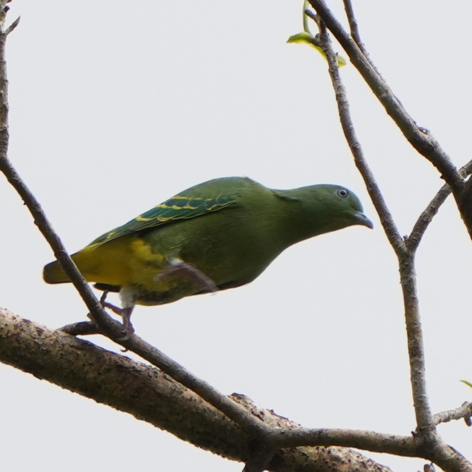 Dwarf Fruit Dove (Ptilinopus nainus), photo 2