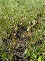 Potentilla astracanica