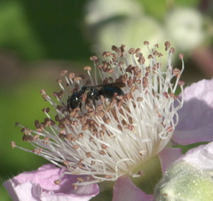 Zadontomerus