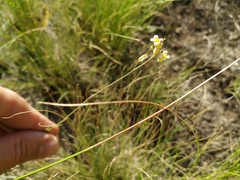 Sisymbrium polymorphum