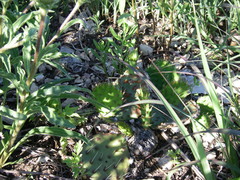 Opuntia humifusa