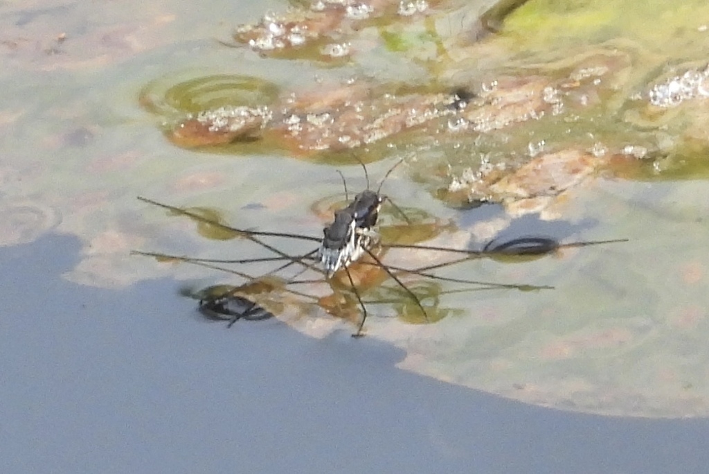 Neogerris hesione