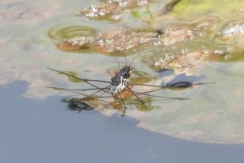 Neogerris hesione