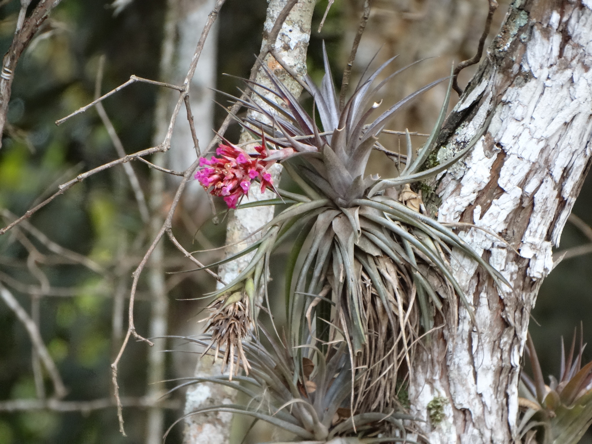Tillandsia geminiflora