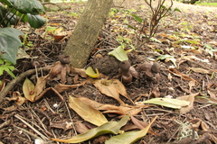 Geastrum fornicatum