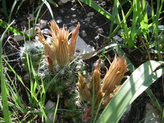 Escobaria missouriensis