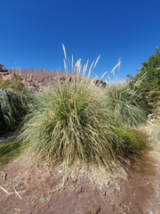 Cortaderia atacamensis, photograph Jonathan Hughes, CC0, iNaturalist via GBIF