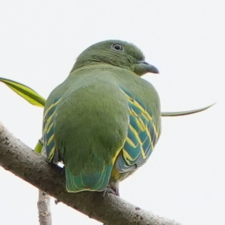 Dwarf Fruit Dove (Ptilinopus nainus), photo 4