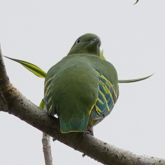 Dwarf Fruit Dove (Ptilinopus nainus), photo 5