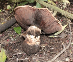 Agaricus lilaceps