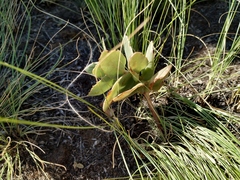 Hylotelephium maximum ruprechtii