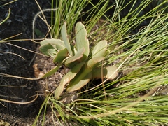 Hylotelephium maximum ruprechtii