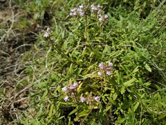 Thymus kirgisorum