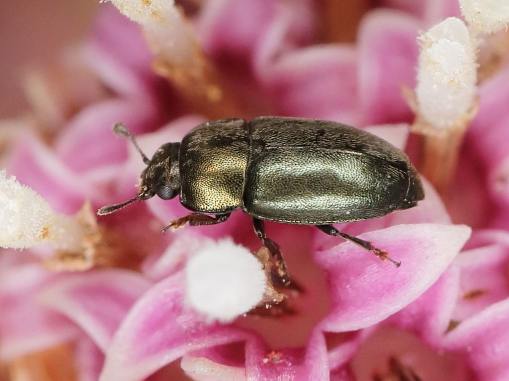 Common Pollen Beetle