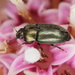 Common Pollen Beetle - Photo (c) gbohne, some rights reserved (CC BY-SA)