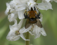 Anthophora bomboides
