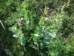 Penstemon grandiflorus