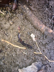 Plethodon dorsalis