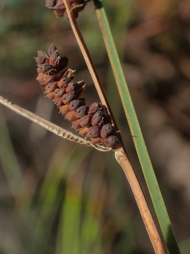 Columbian sedge (Carex aperta)