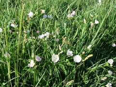 Callirhoe alcaeoides