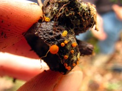 Arachnopeziza aurelia