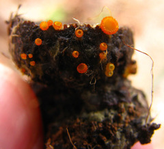 Arachnopeziza aurelia