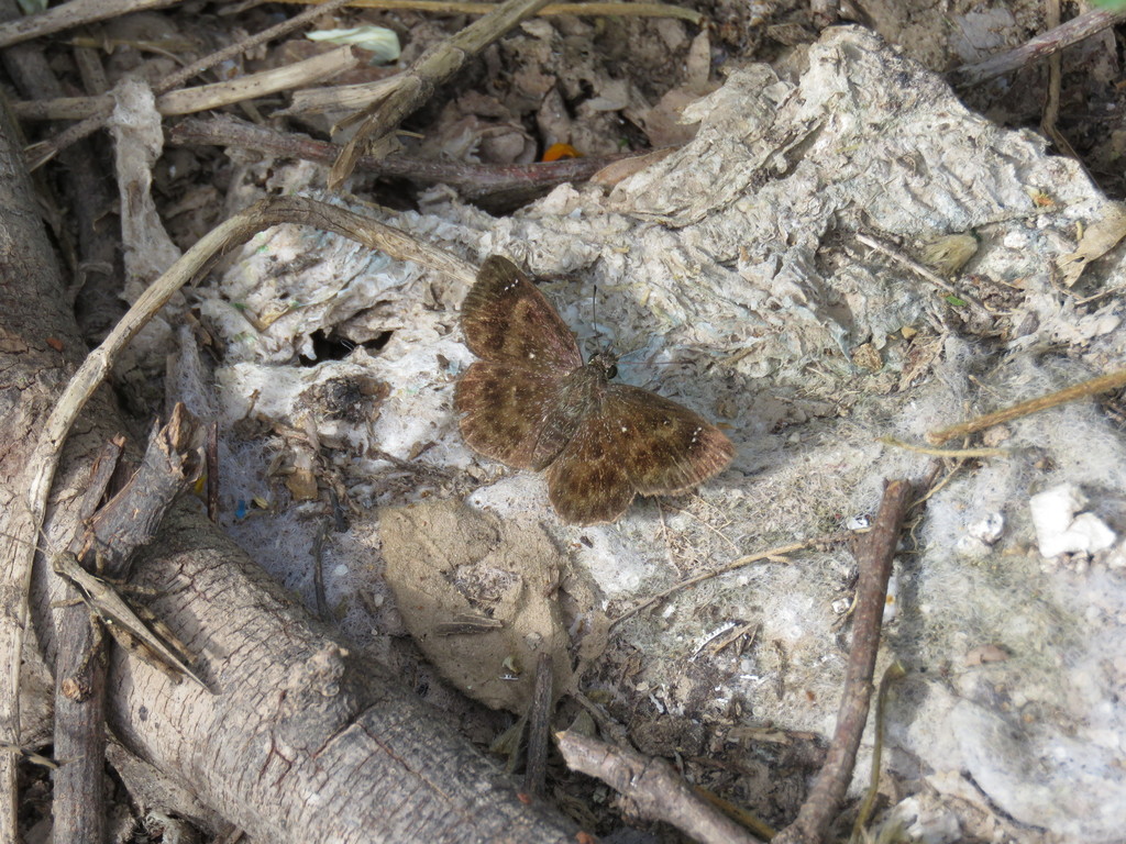 Aztec Scallopwing