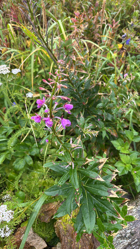 fireweed