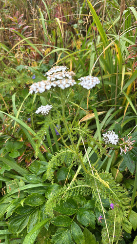 common yarrow