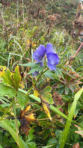 Kamchatka Monkshood