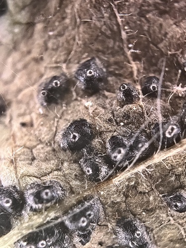 Mamianiella coryli, 2025-09-27