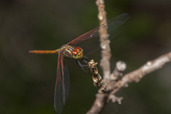 Dythemis rufinervis