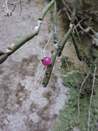 Rhipsalis neves-armondii, photograph 1