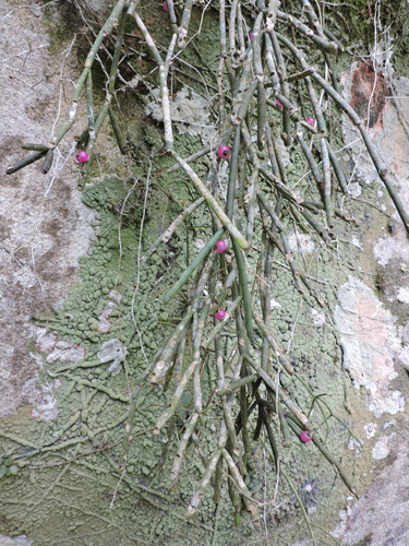 Rhipsalis neves-armondii, photograph 2