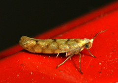 Argyresthia alternatella