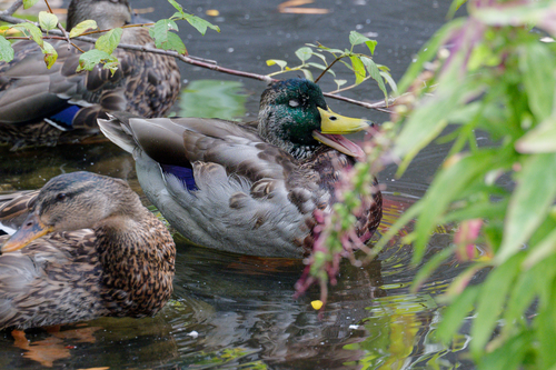 Mallard photographed in New York