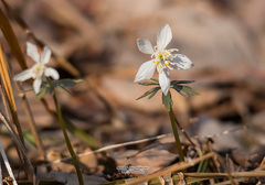 Eranthis stellata