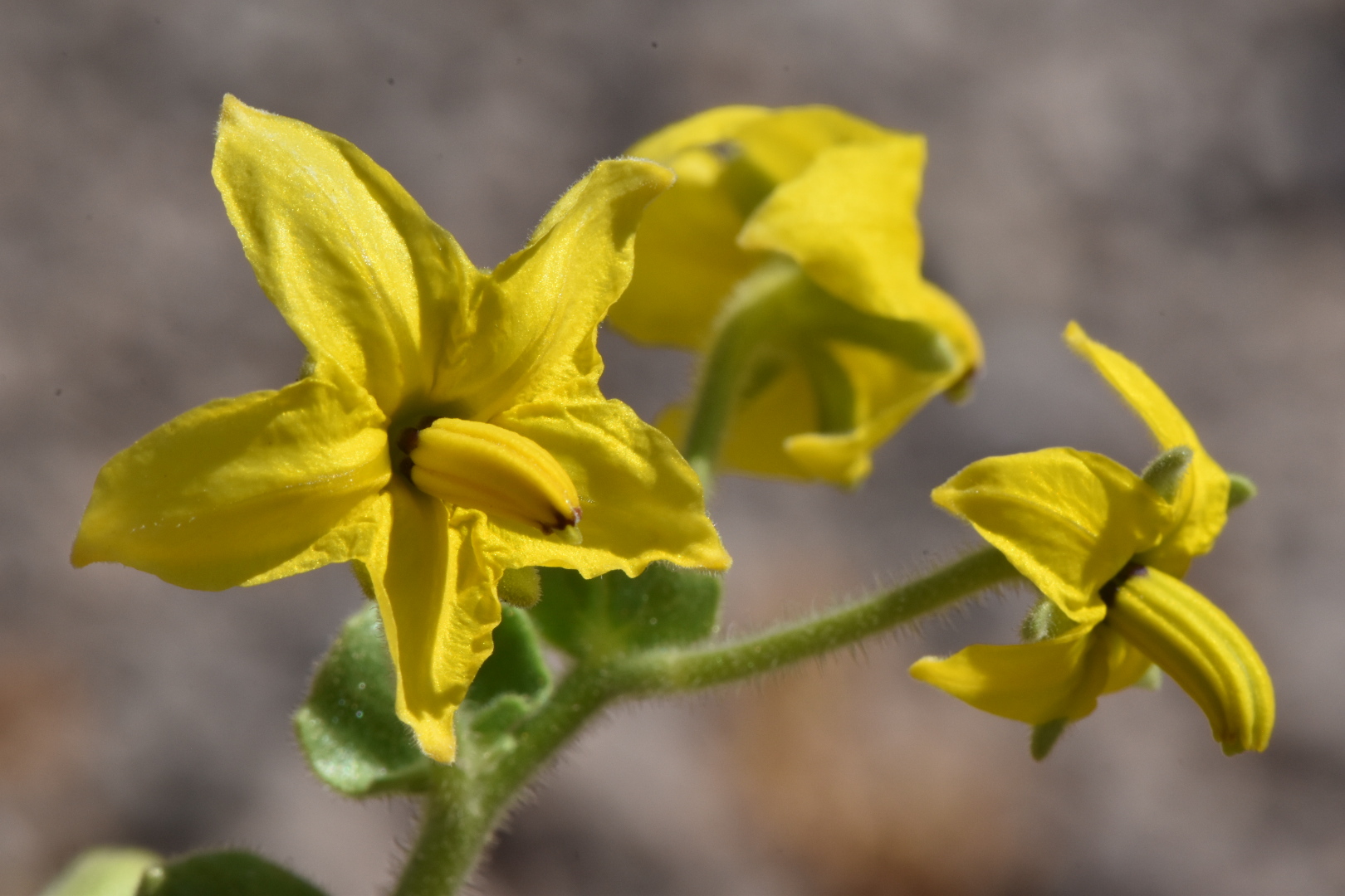 Solanum pennellii