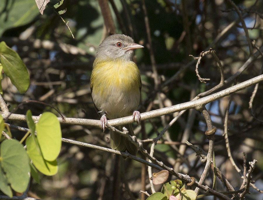 Ashy-Headed Greenlet