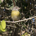 Ashy-headed Greenlet - Photo (c) Paul Donahue, some rights reserved (CC BY-NC), uploaded by Paul Donahue
