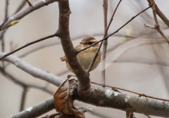 Urosphena squameiceps